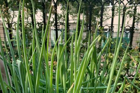 散葱种植方法和技术