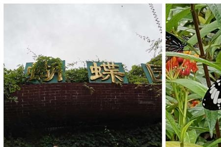 蝴蝶养殖可几天