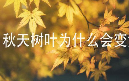 树叶为什么会由绿变黄