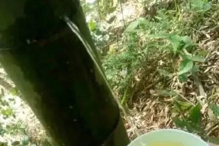 鲜竹子可以吃吗
