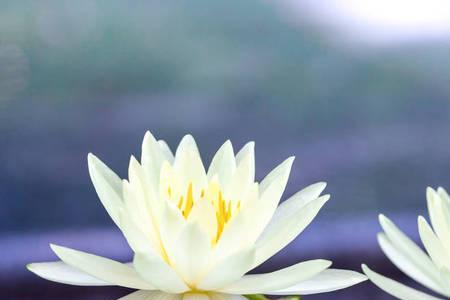 白莲和莲花区别