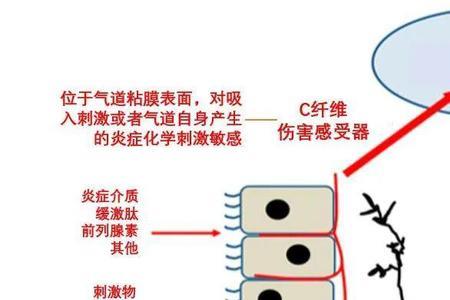 咳是什么梗