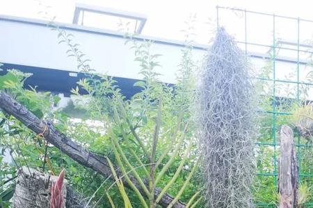 空气凤梨的创意固定及悬挂法