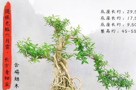 养几年的六月雪适合提根