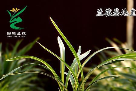 墨兰立叶宽叶品种