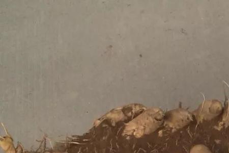 毛竹生虫怎样处理