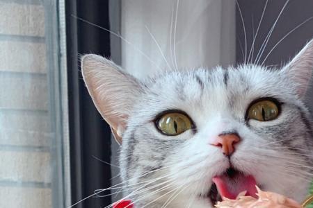 猫与泡芙热量
