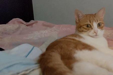 怎么给猫咪喂红糖