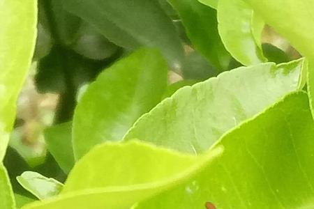 小红蜘蛛和红蜘蛛的区别