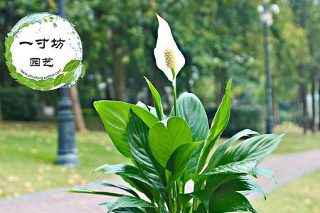 家里可以养美酒植物吗
