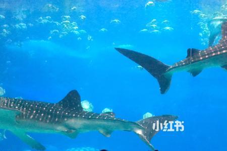 白鲸优选怎么样