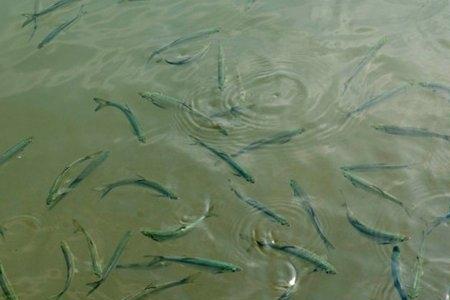 秤砣在水里飘起来