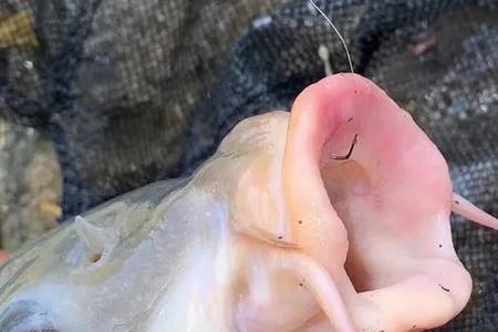 鱼钓久了是不是会变成滑鱼