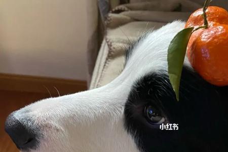边牧夏季掉毛掉多久