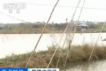 养殖珍珠蚌一亩一年能产多少斤