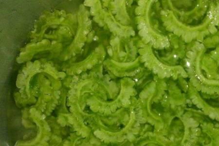 木耳胡萝卜苦瓜馅怎样做