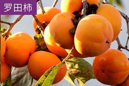 大甜柿子还有其他名字吗
