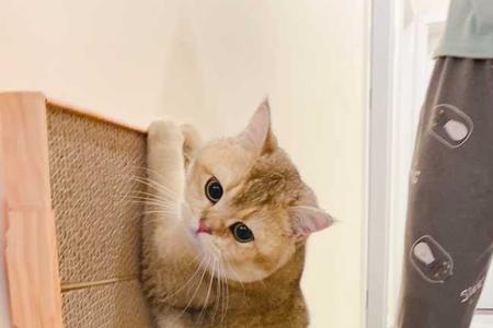 德文和金渐层猫哪个贵