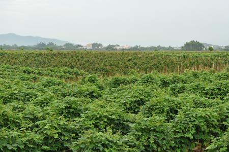 葛根种植几年可以挖出