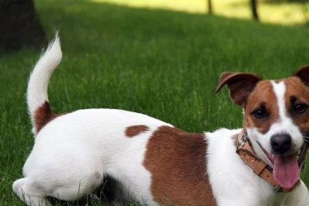杰克罗素梗犬优缺点