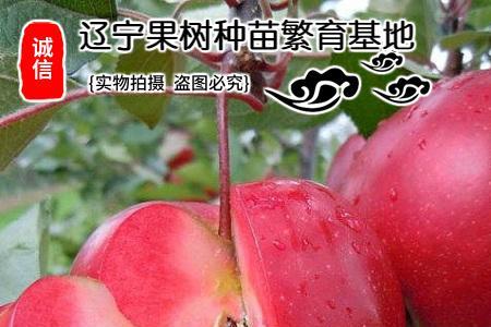 红心苹果一棵成年树可产多少斤