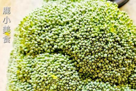 狗狗可以吃西兰花根吗