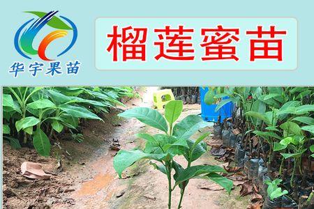 云南榴莲苗种植基地
