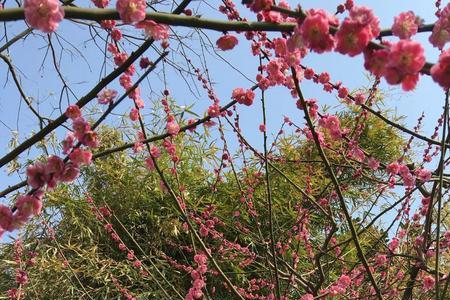梅花可以预报天气吗