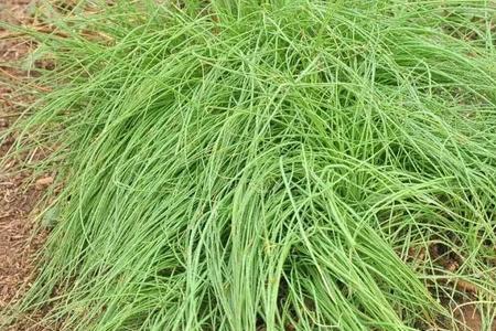 野菜猪尾巴草怎么做好吃