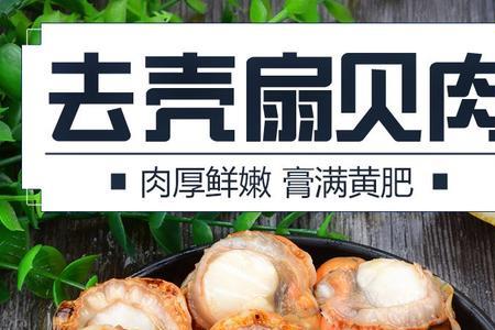 几斤扇贝出一斤扇贝柱