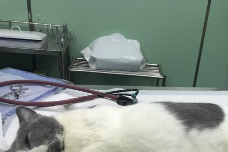 猫的心脏在左还是右