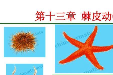 生物门纲类怎么区分
