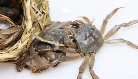 河蟹保存温度