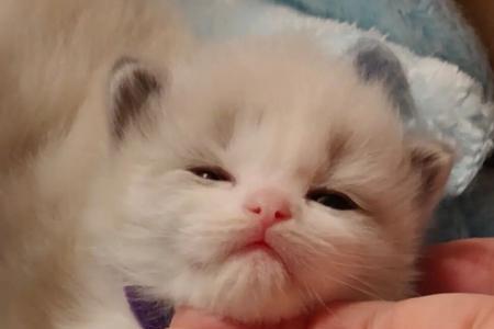 20天小猫离开母猫人工养注意事项