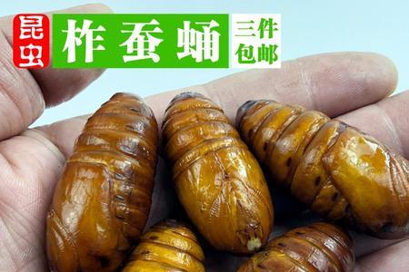 大蝉蛹怎么养