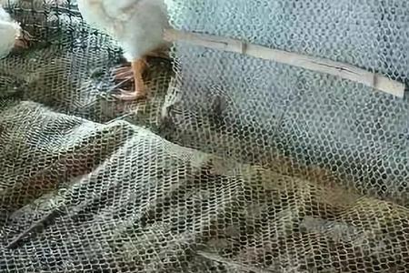 鸭子几个小时不喝水有影响吗