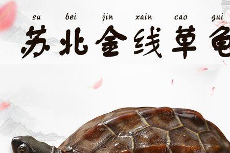日本草龟公是什么样的