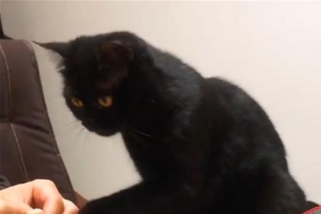 2个月的猫咪一顿可以吃多少虾