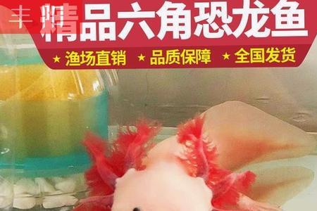 四脚恐龙怎么养