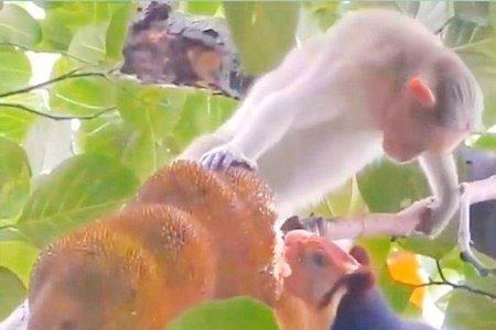 松鼠吃菠萝吗