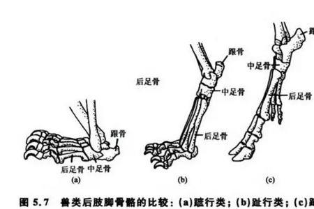 猫咪前脚掌结构