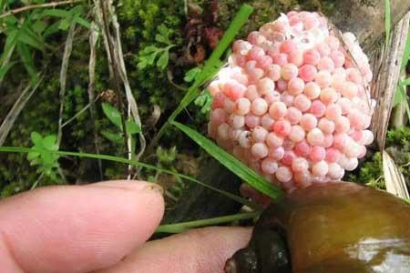 黄金螺是冷水吗