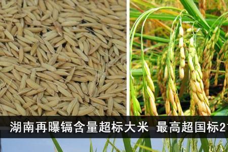 国家标准中稻谷分几类