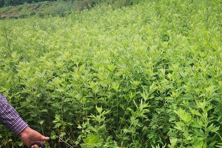 五月艾在家门口种植适合吗