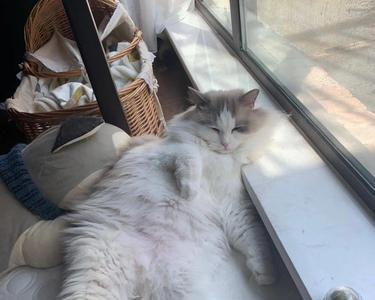 为什么猫会在夏天晚上叫