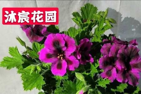 蝴蝶梅好养吗