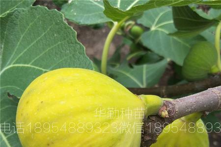 无花果怎样重茬
