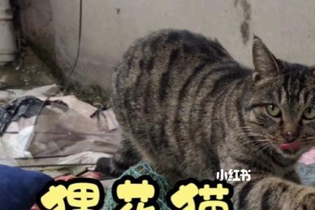 猫咪抓花是什么情况