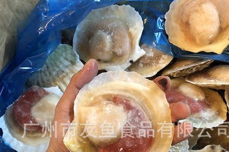 虾夷扇贝和海湾贝的区别