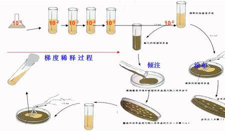 固体液体培养基的选择